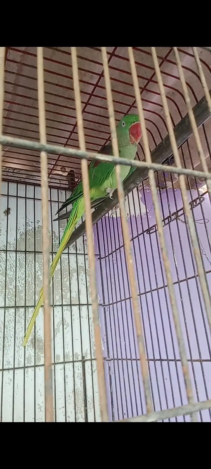 Parrot 4344 years urgent sale 45000 — photo 2