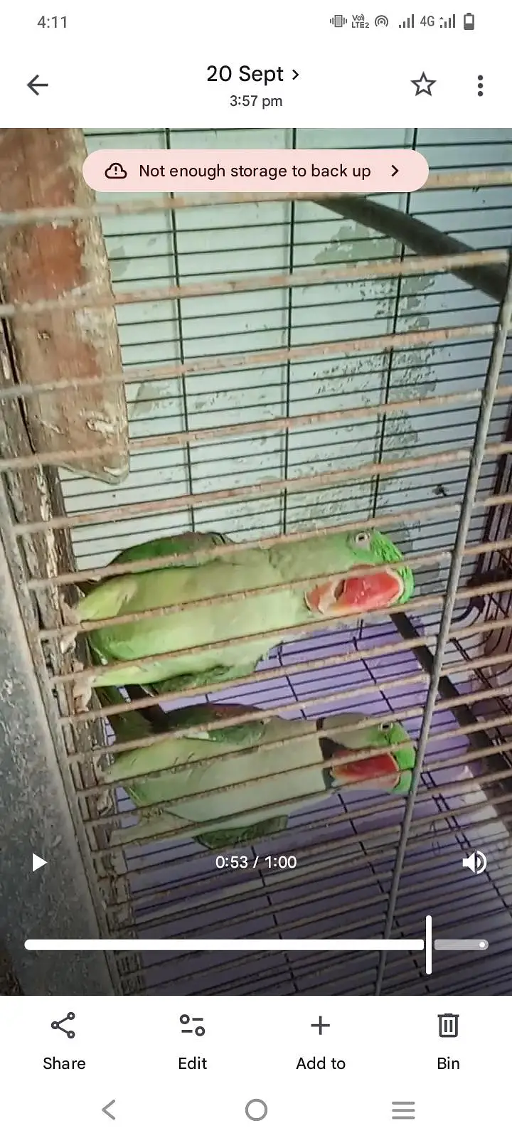 Parrot 4344 years urgent sale 45000 — photo 3