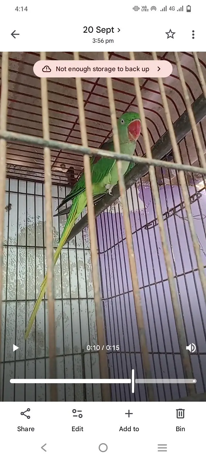 Parrot 4344 years urgent sale 45000 — photo 4