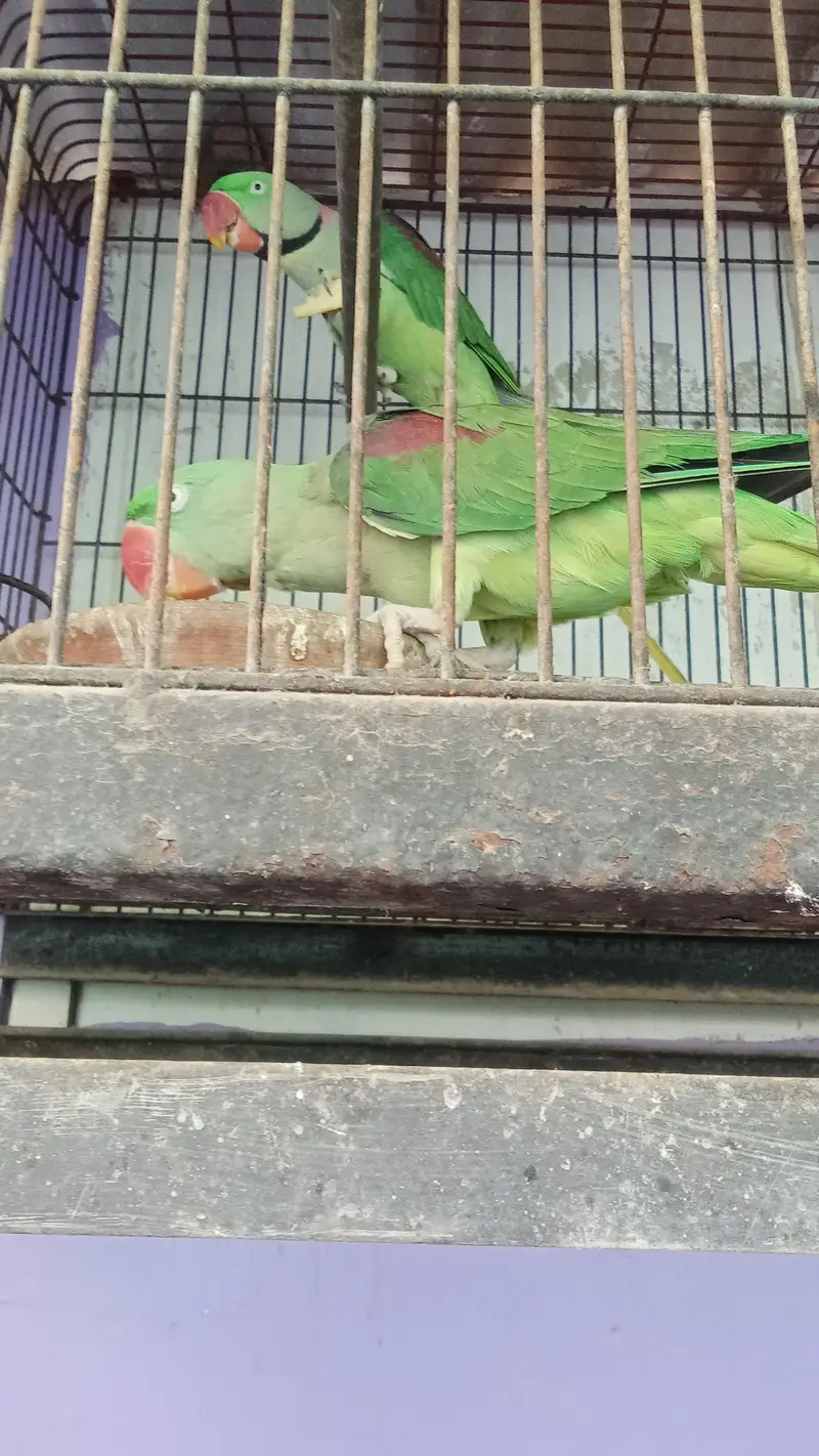 Parrot 4344 years urgent sale 45000 — photo 5