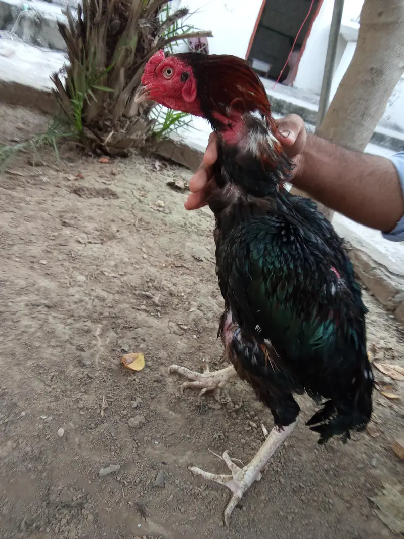 aseel murgha aur aseel murghian — photo 2