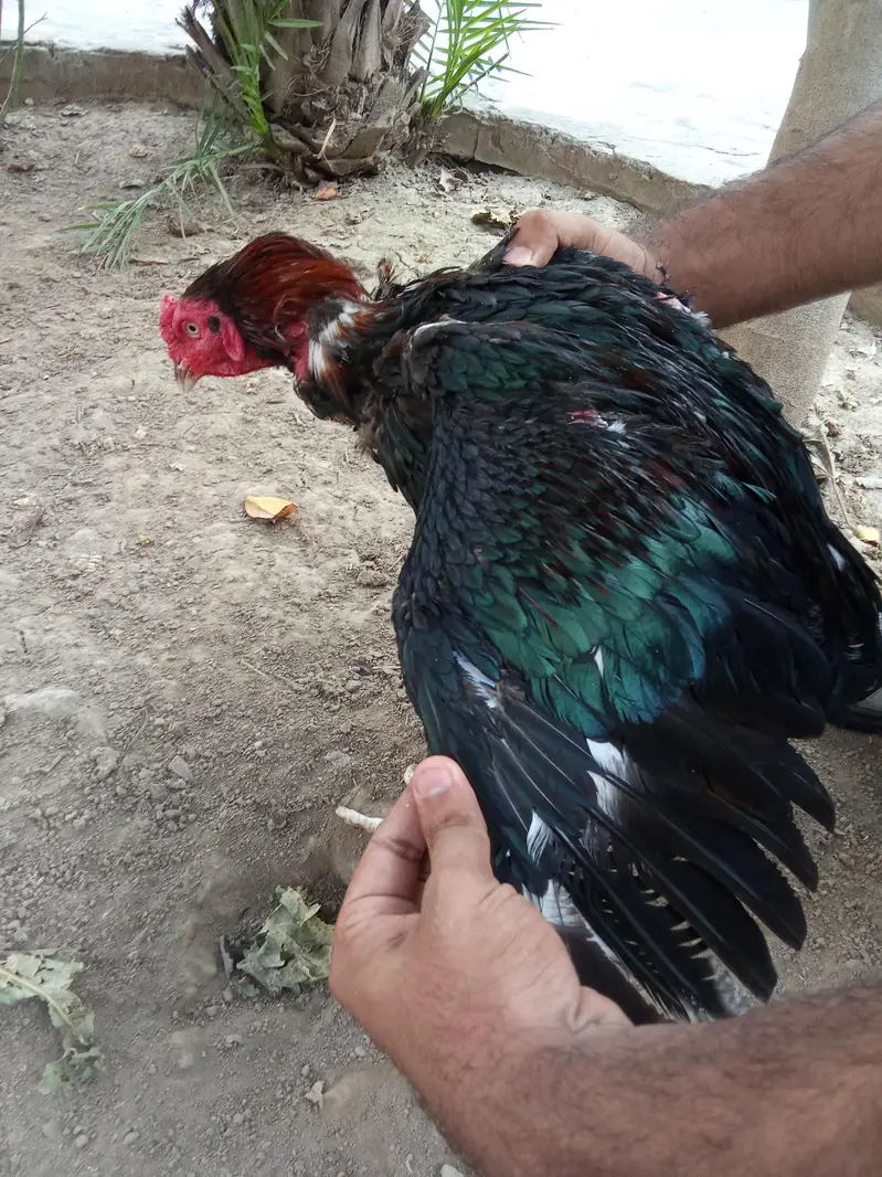 aseel murgha aur aseel murghian — photo 3