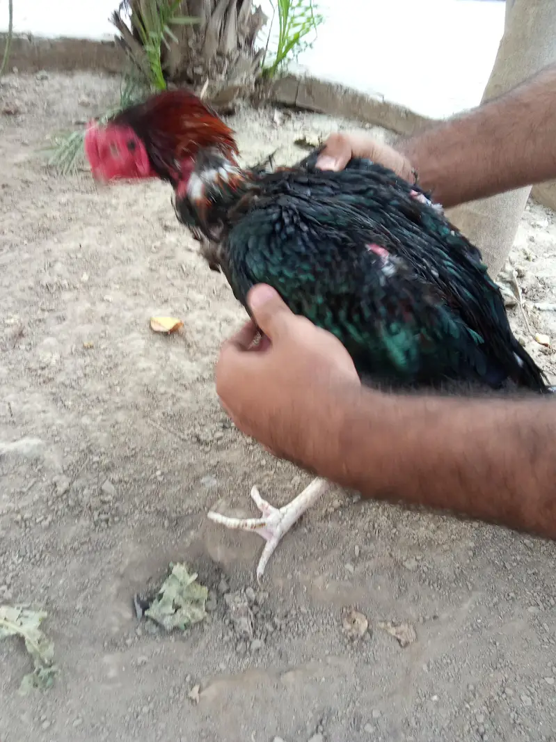 aseel murgha aur aseel murghian — photo 5
