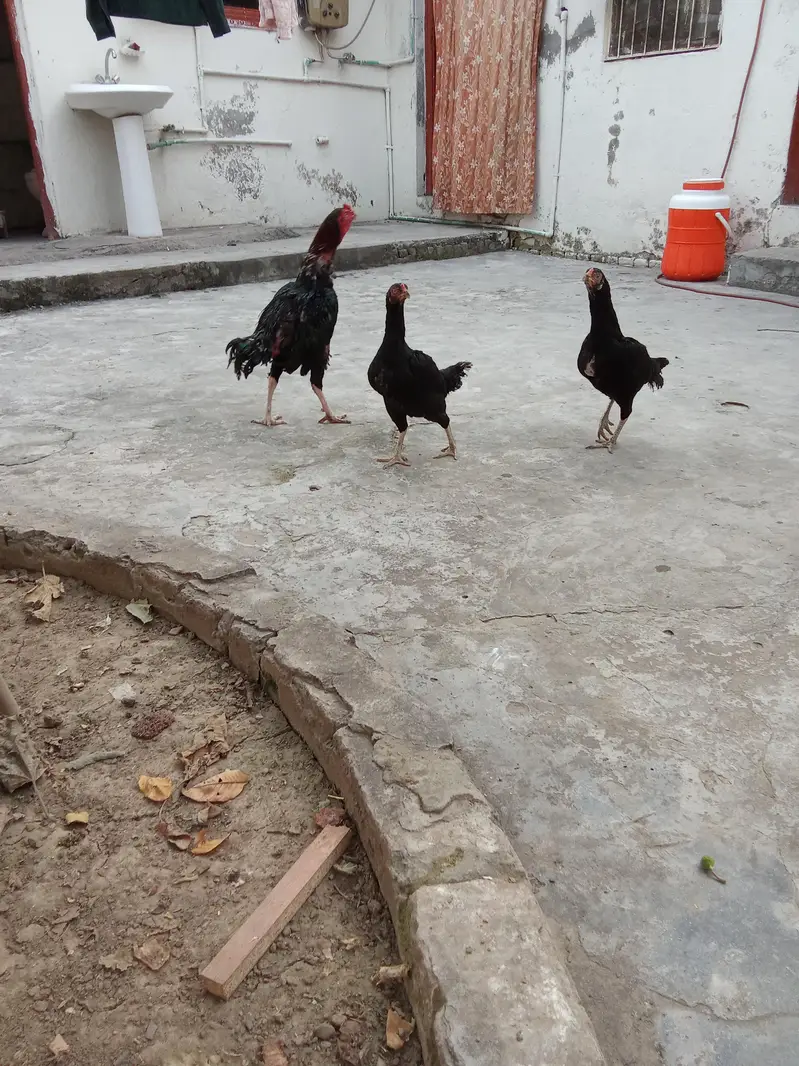 aseel murgha aur aseel murghian — photo 6