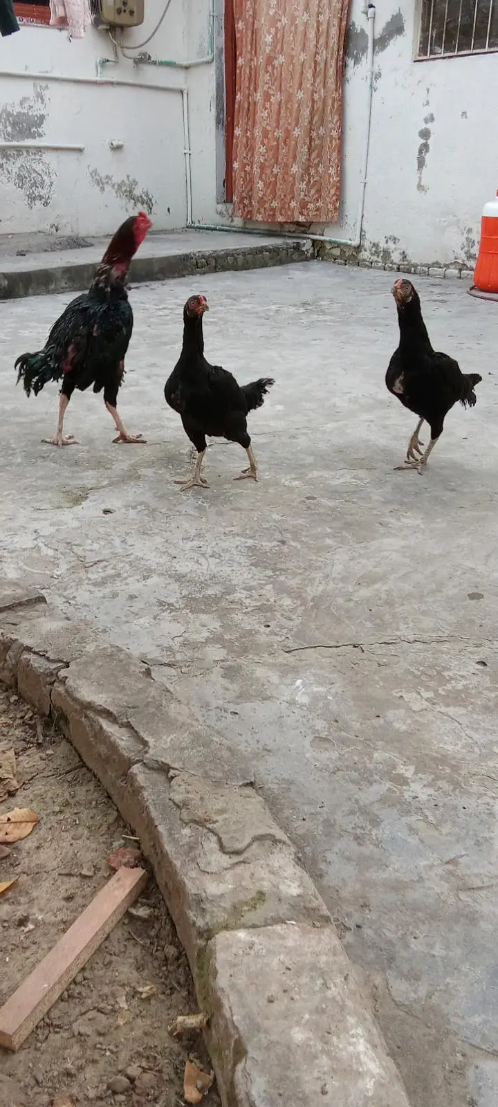 aseel murgha aur aseel murghian — photo 7