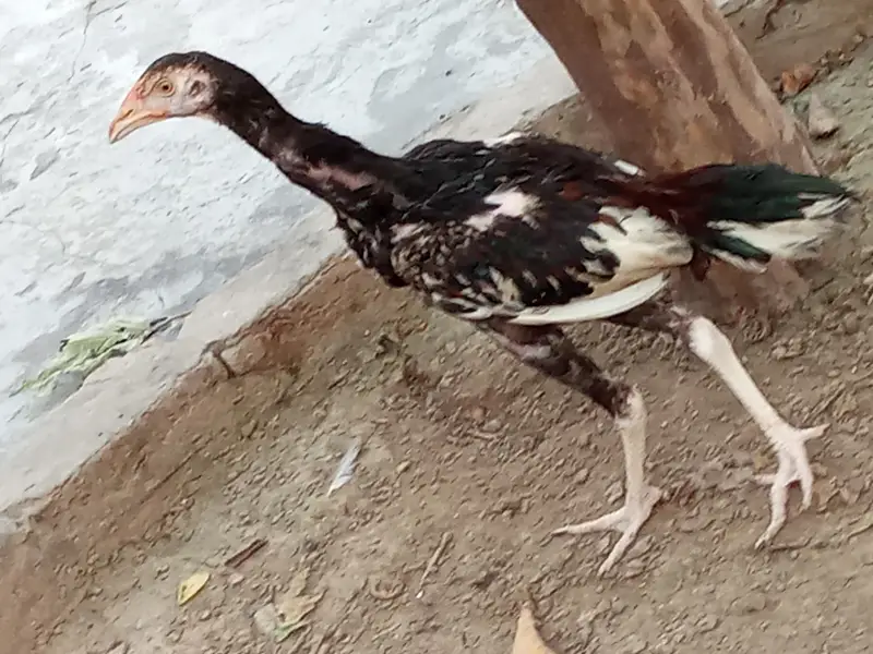 aseel murgha aur aseel murghian — photo 8