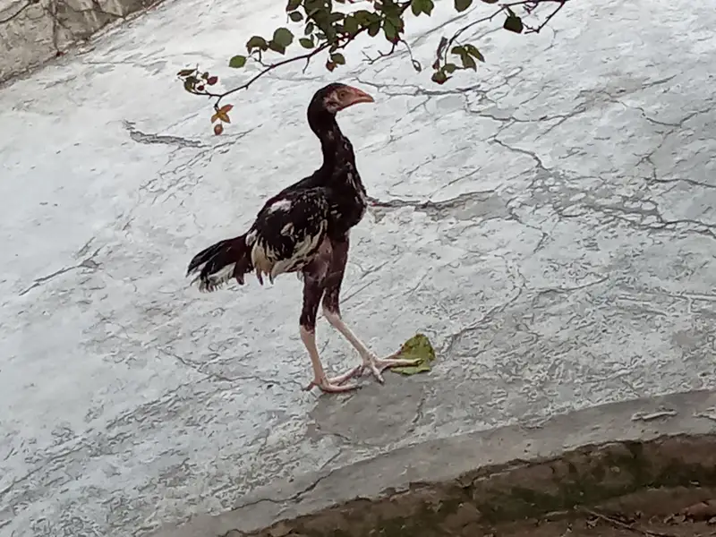 aseel murgha aur aseel murghian — photo 11