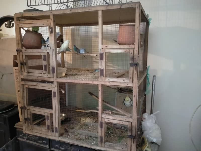 bedgries parrots 0