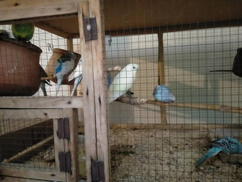 bedgries parrots 1