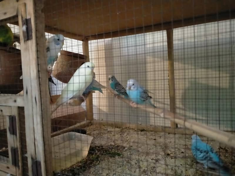 bedgries parrots 2
