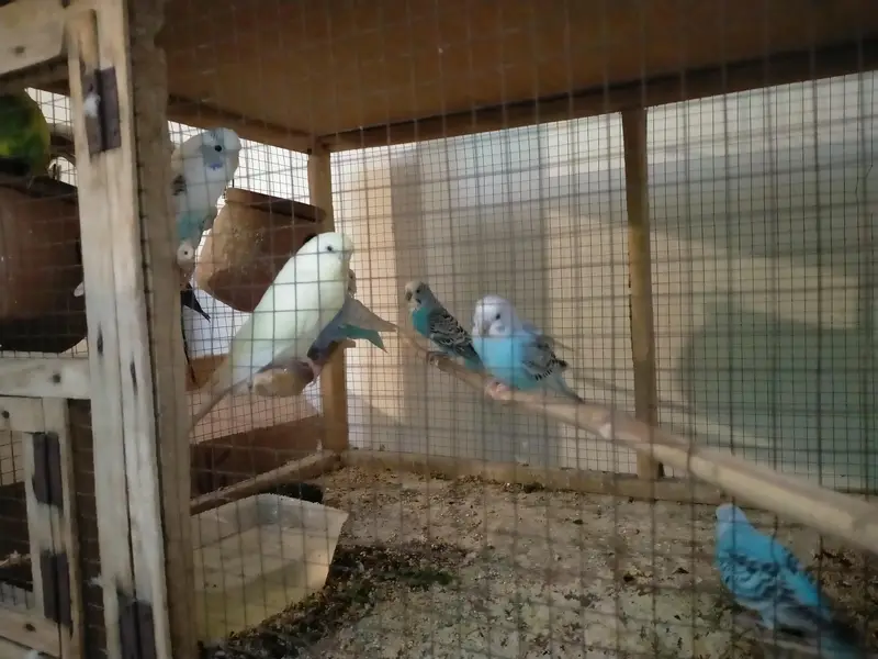 bedgries parrots — photo 3