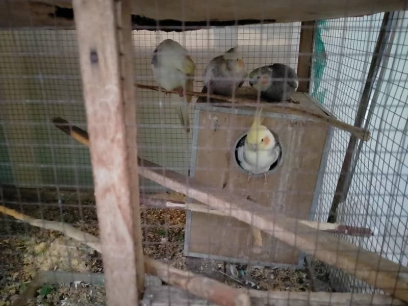 bedgries parrots 3