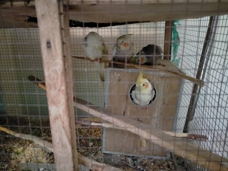 bedgries parrots 4