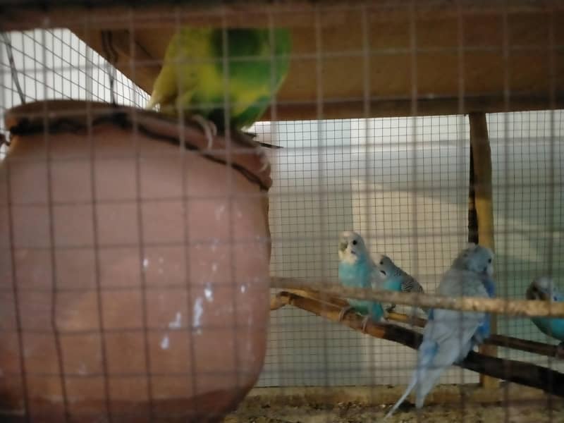 bedgries parrots 5