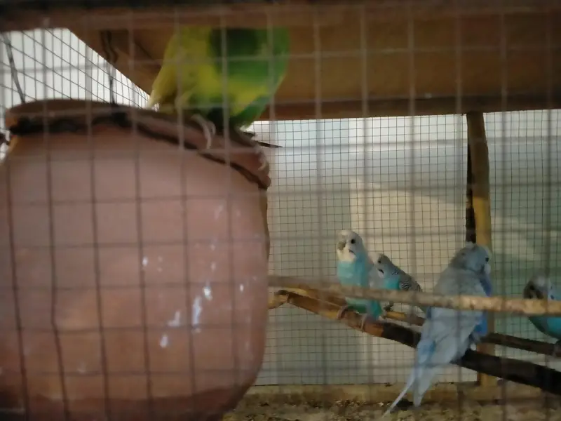 bedgries parrots — photo 6