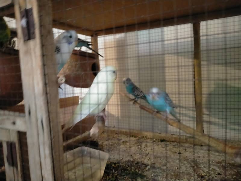 bedgries parrots 6