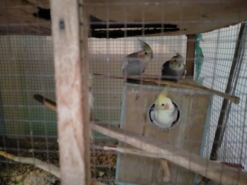 bedgries parrots 7