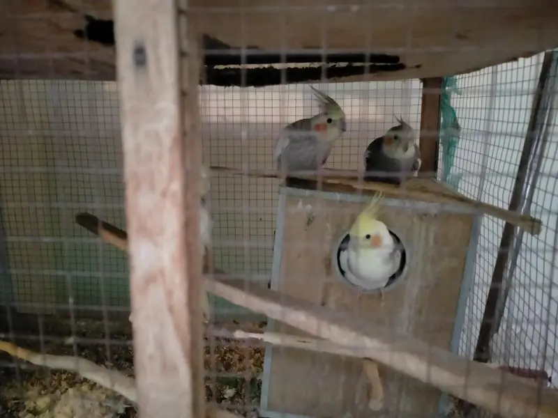 bedgries parrots — photo 8