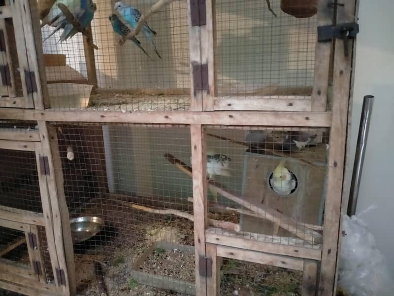 bedgries parrots 8