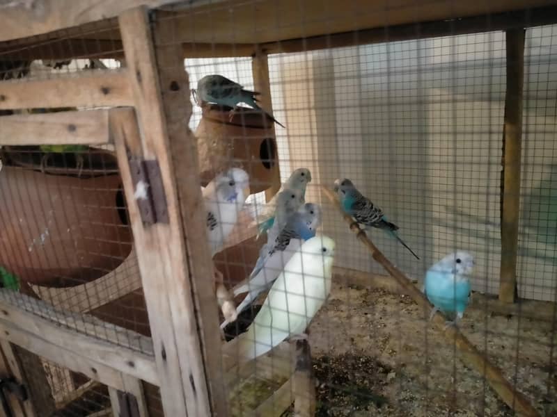 bedgries parrots 9
