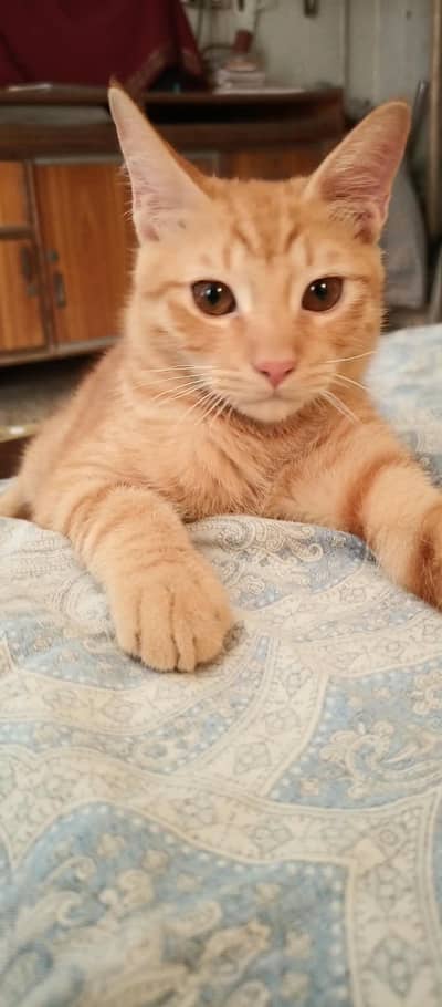 Cat for Sale