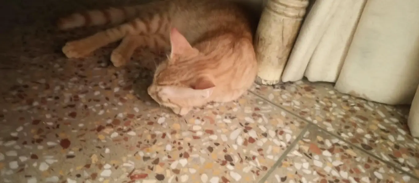 Cat for Sale — photo 2