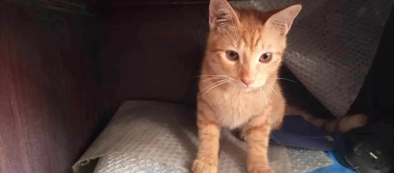 Cat for Sale — photo 3