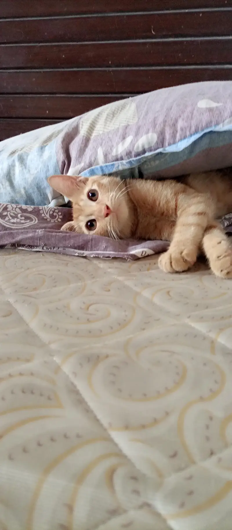 Cat for Sale — photo 4