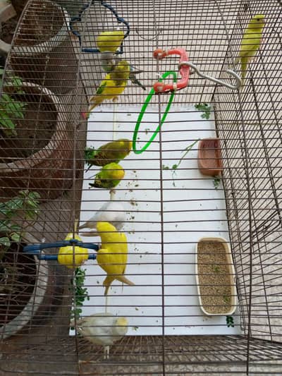 Australian birds