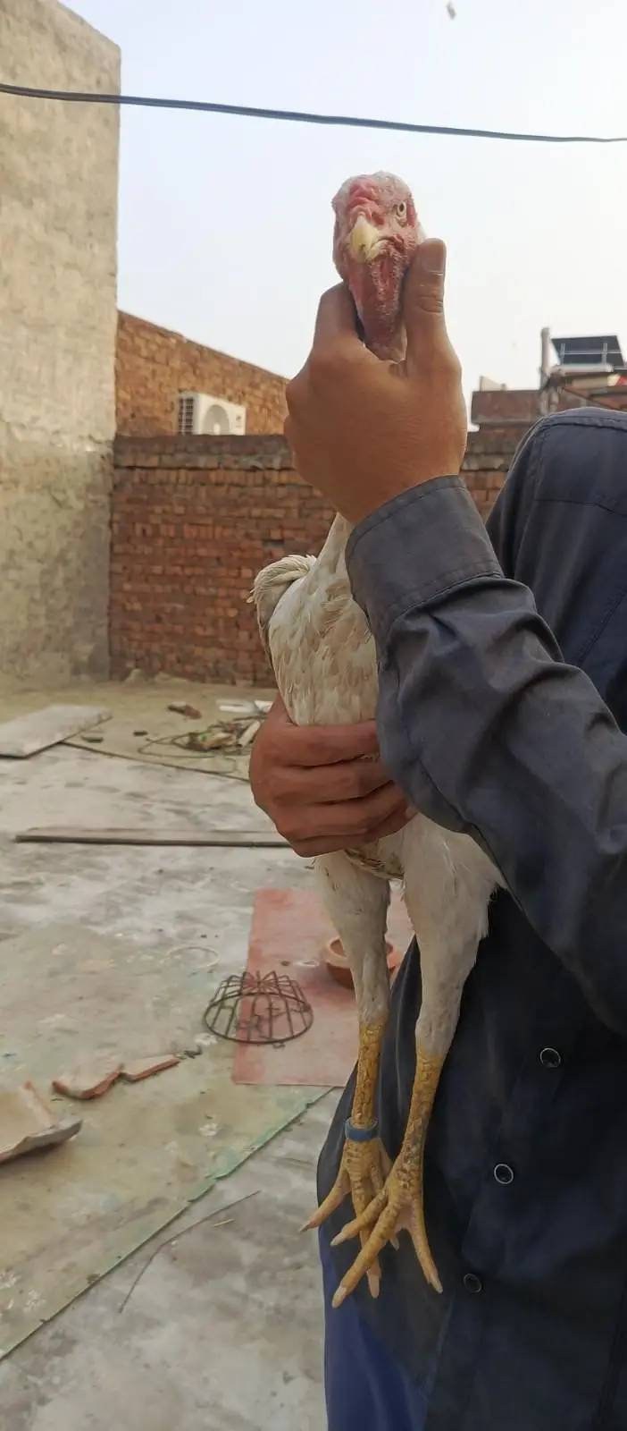Aseel| Hens| Shamo| German| Japanese| Pair| Original| 100% — photo 6