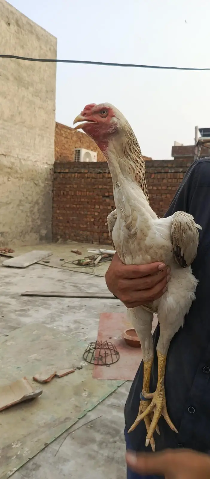 Aseel| Hens| Shamo| German| Japanese| Pair| Original| 100% — photo 9