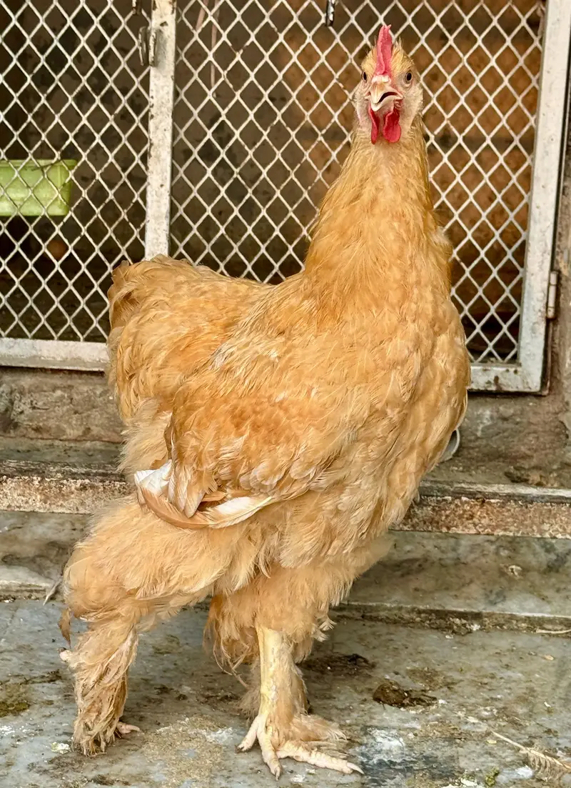 Golden Buff Young Pair — photo 2