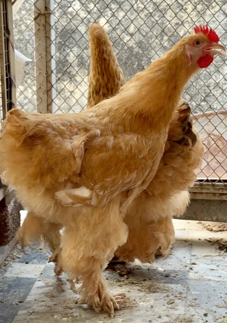 Golden Buff Young Pair — photo 4