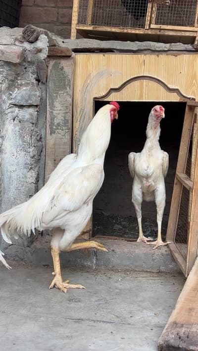 White King Shamo Pair