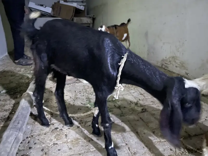 Teddy female goat — photo 2