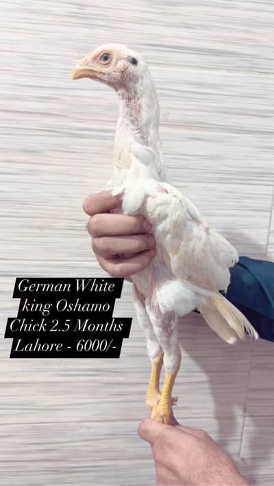King OShamo Chicks