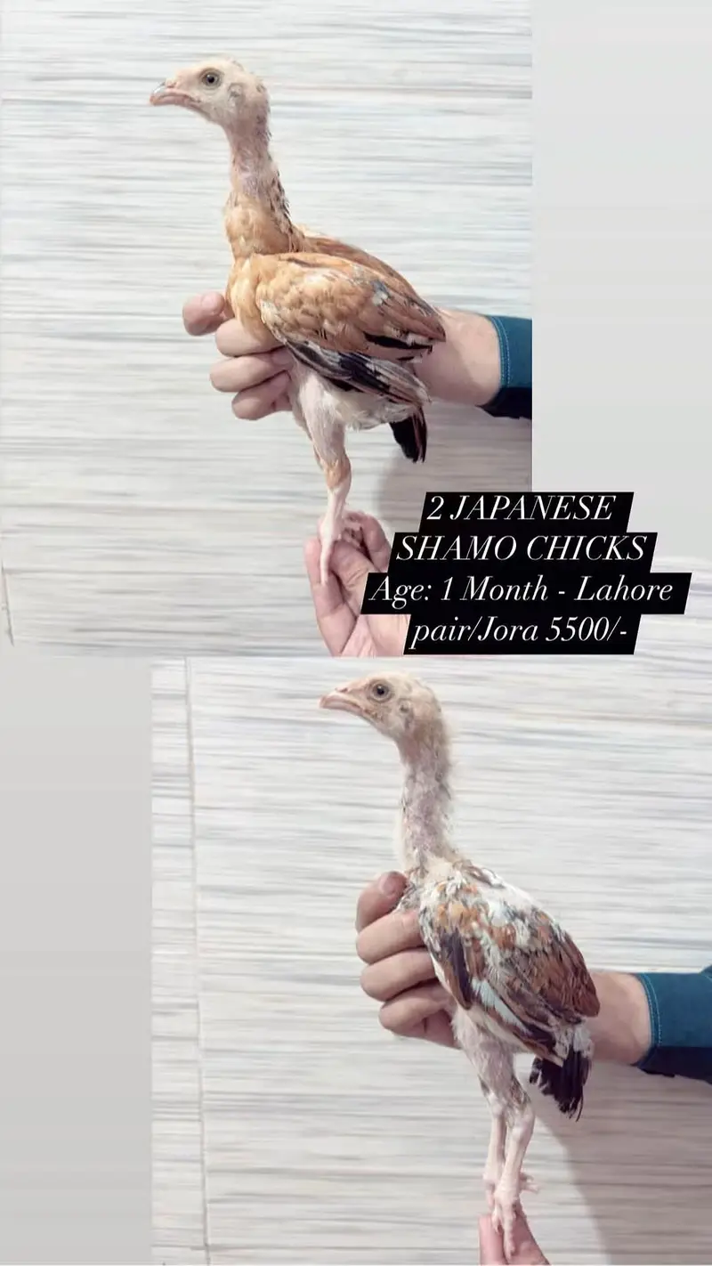 King OShamo Chicks — photo 2