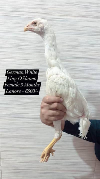 King OShamo Chicks