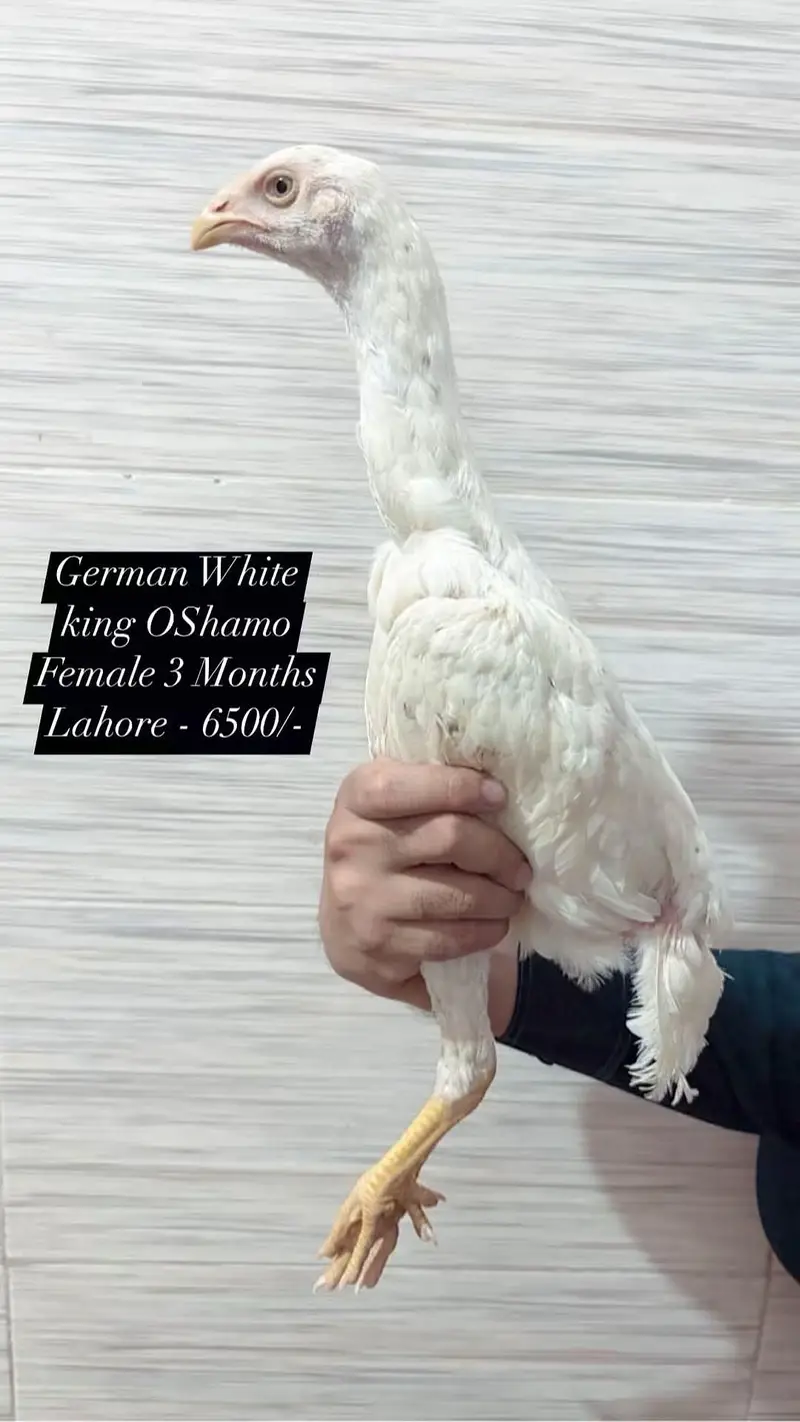 King OShamo Chicks — photo 4