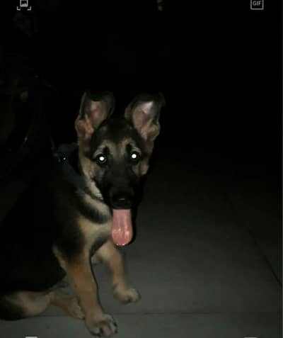 German GSD