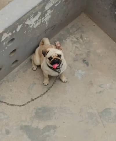 Pug female for sale AGE 1 years Russian male age 2 years