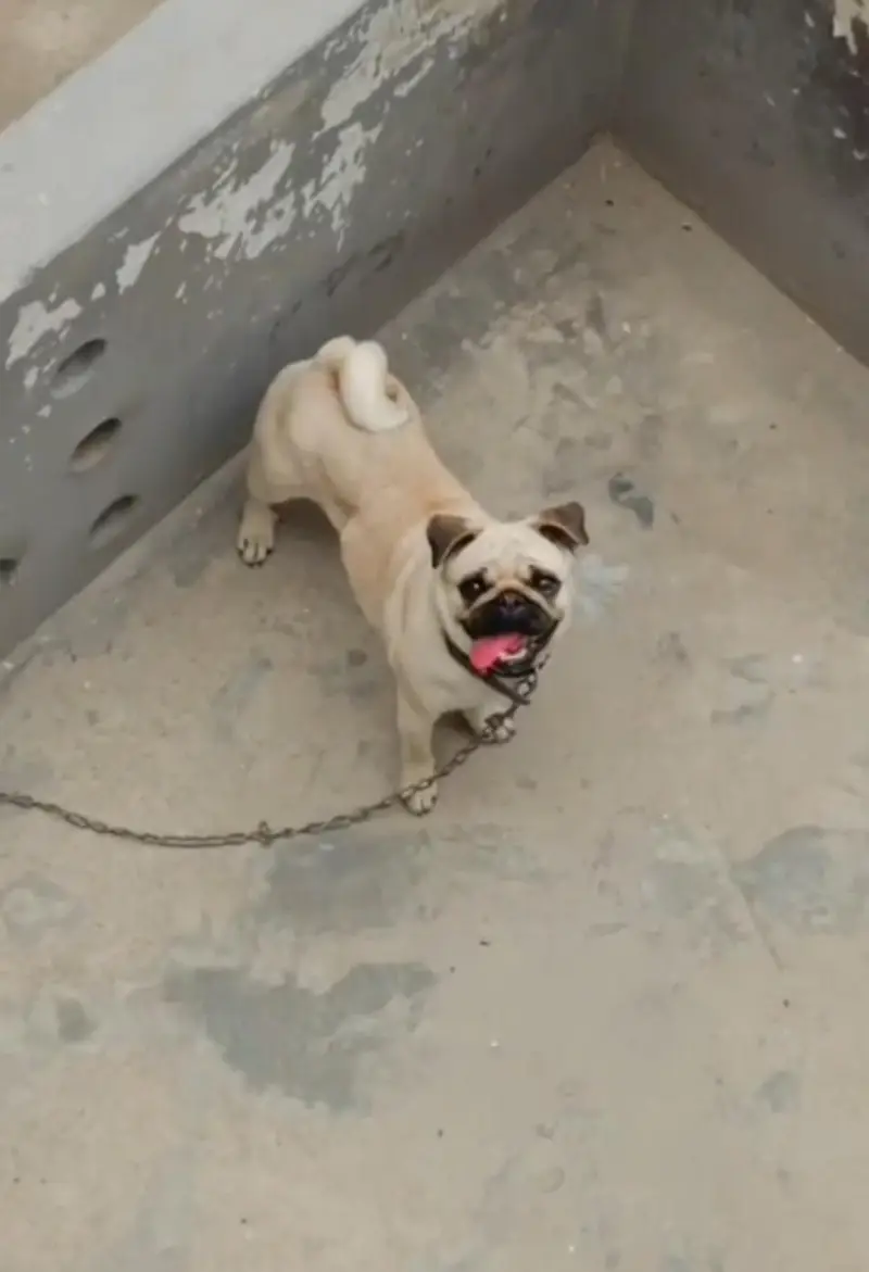 Pug female for sale AGE 1 years Russian male age 2 years — photo 2