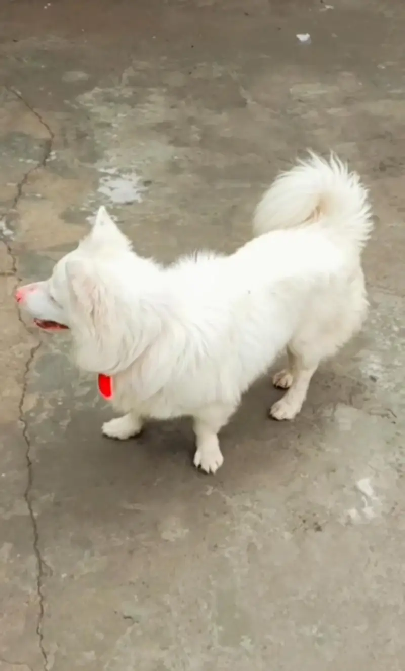 Pug female for sale AGE 1 years Russian male age 2 years — photo 4