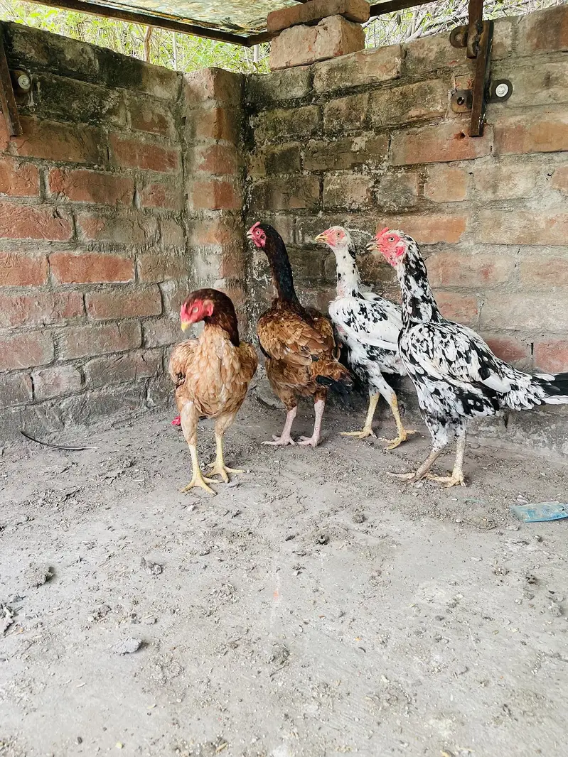 Miawali aseel female — photo 2