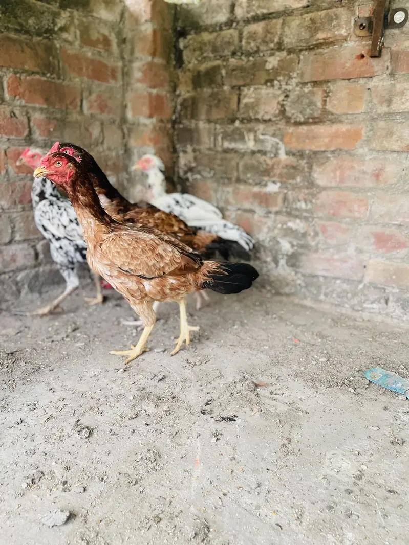 Miawali aseel female — photo 3