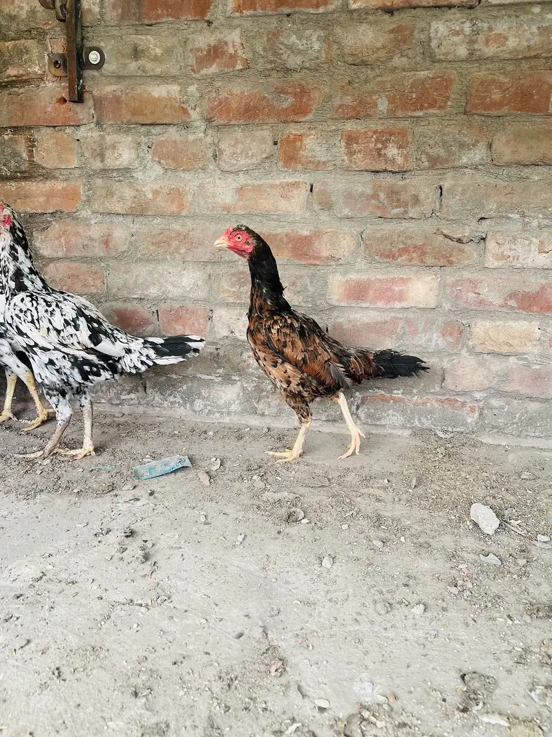 Miawali aseel female — photo 4