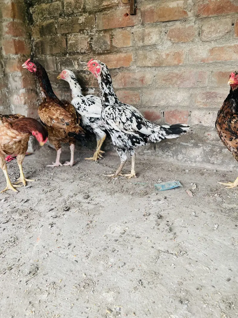Miawali aseel female — photo 5