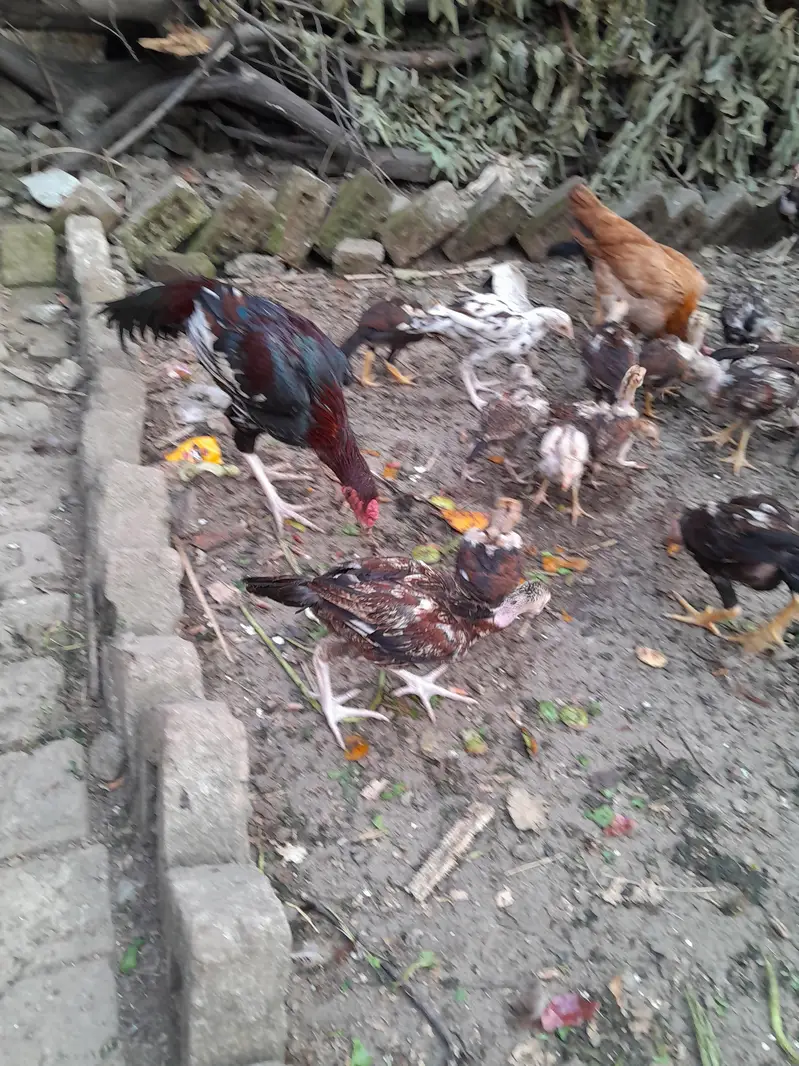 Pure Aseel Mainwali — photo 2