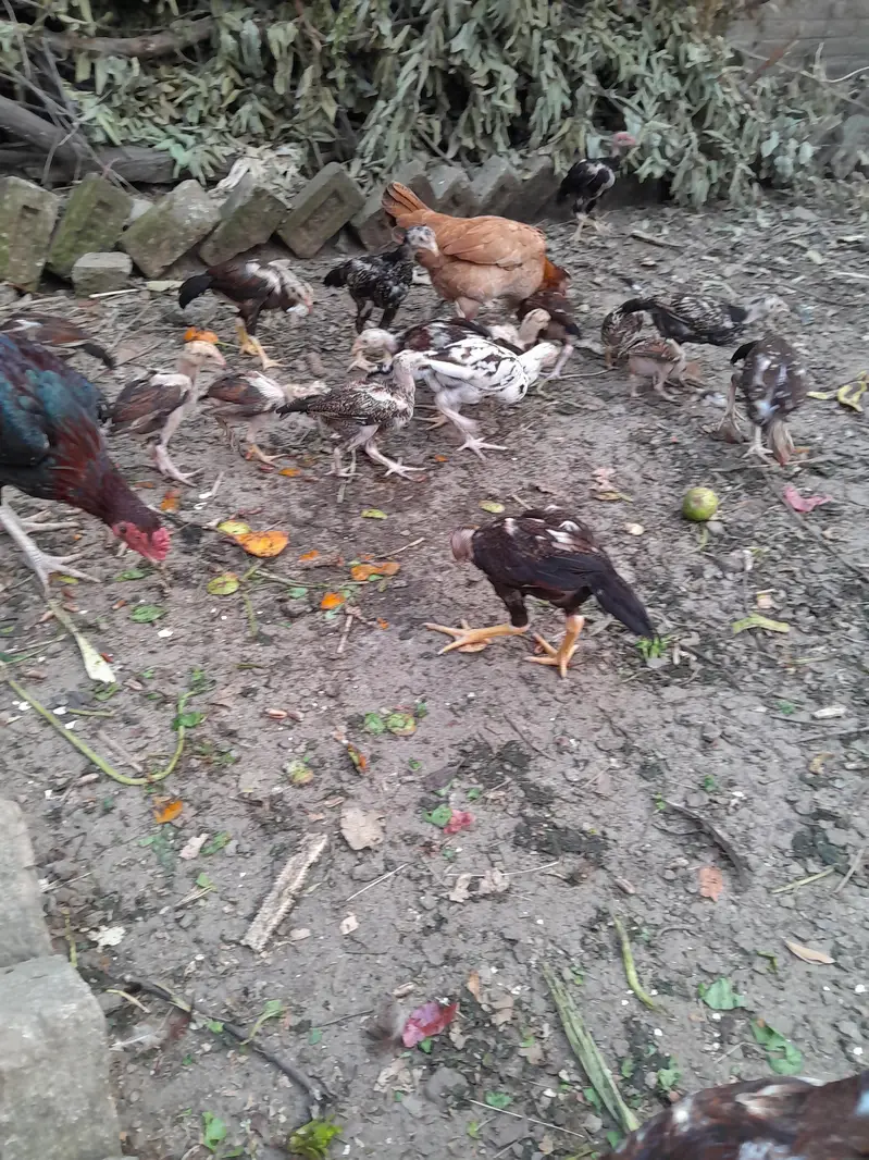 Pure Aseel Mainwali — photo 3