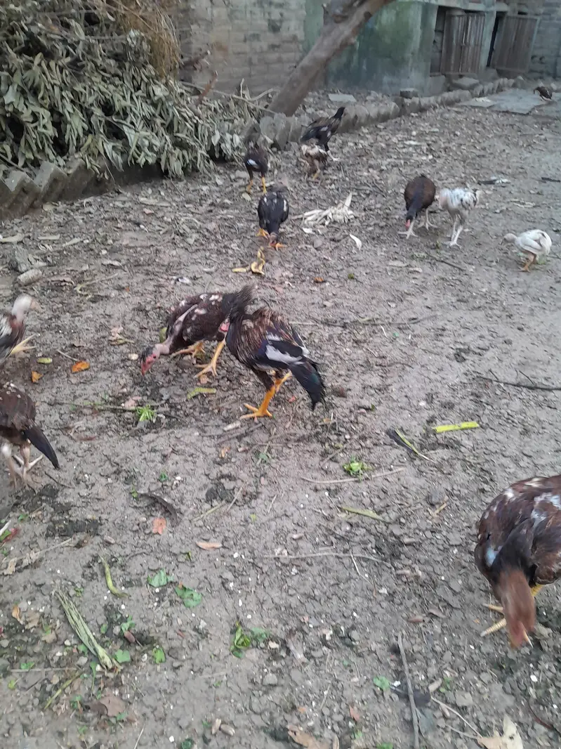 Pure Aseel Mainwali — photo 6